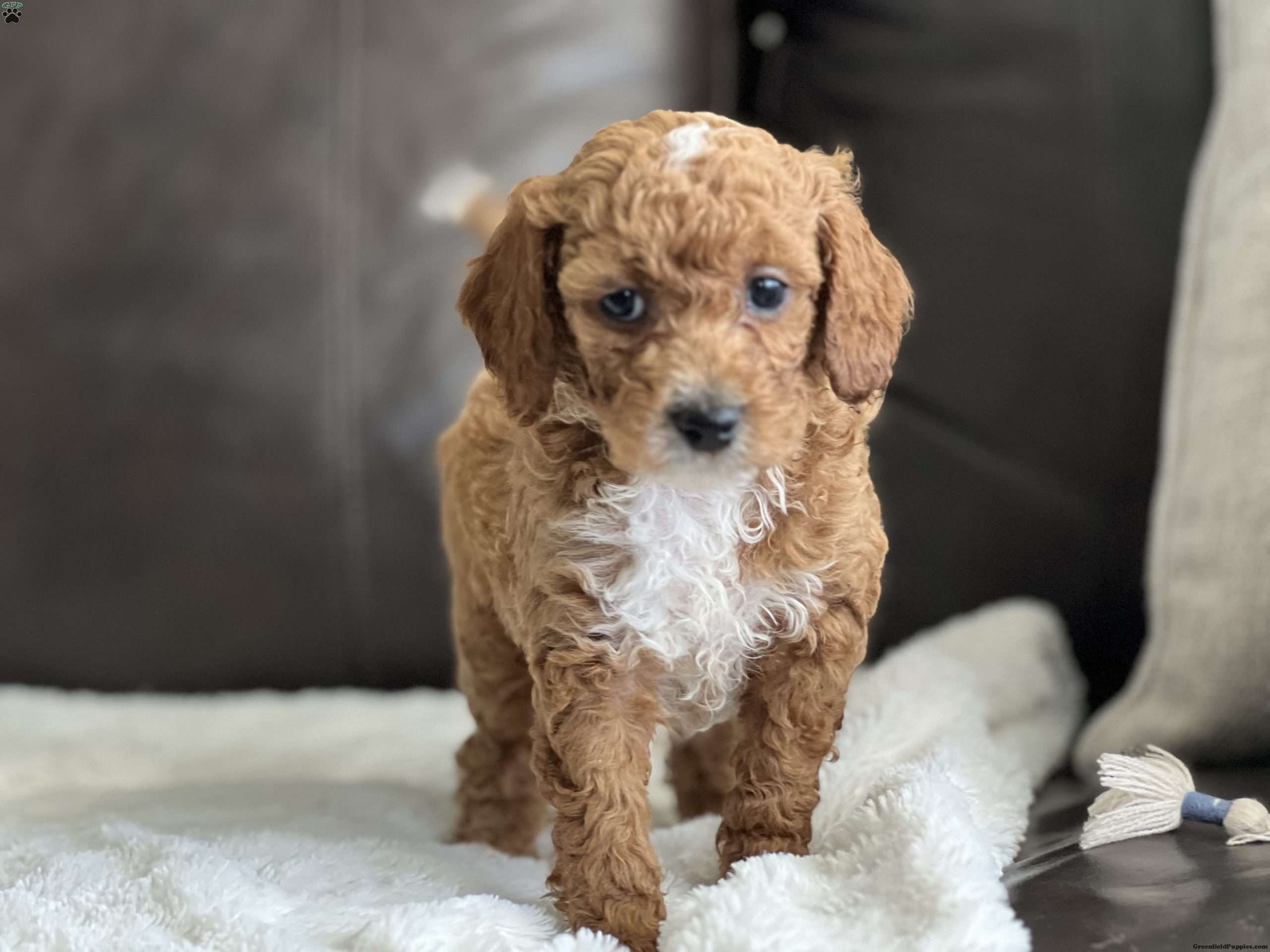 Brody Cockapoo Puppy For Sale in Pennsylvania